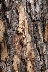 Tree bark.Tree trunk. Pine tree trunk bark, rusty texture natural background.