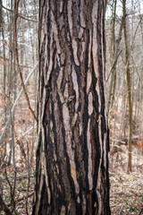 Obraz premium Tree bark.Tree trunk. Pine tree trunk bark, rusty texture natural background.