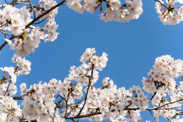 Cherry blossoms in full bloom