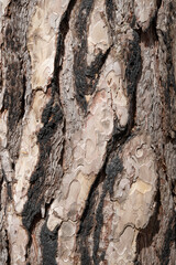 Tree bark.Tree trunk. Pine tree trunk bark, rusty texture natural background.