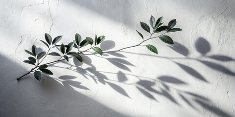Abstract Tree Branch Silhouette Shadow on White Wall - Nature Design Background