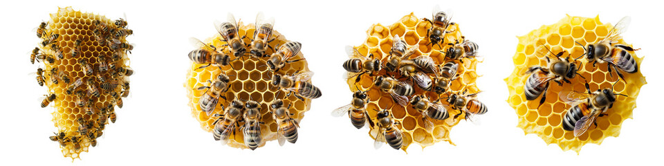 Set of bees on a honeycomb, isolated on a transparent background