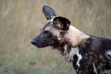 Portrait of an African Wild dog turning his ears in response to sounds in the bush
