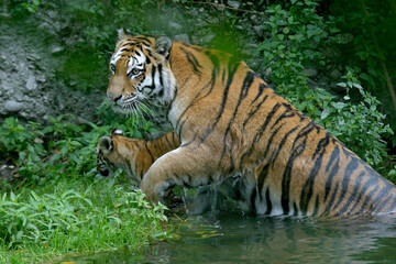 Sibirische Tiger (Panthera tigris) auch Amurtiger im Wasser 