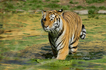 Naklejka premium Sibirische Tiger (Panthera tigris) auch Amurtiger im Wasser 
