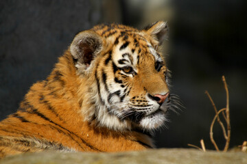 Sibirische Tiger (Panthera tigris) auch Amurtiger  liegt im Wasser 
