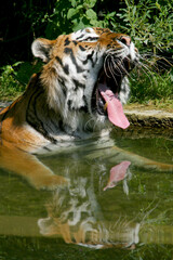 Sibirische Tiger (Panthera tigris) auch Amurtiger  liegt im Wasser 