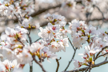 Cherry blossoms in full bloom