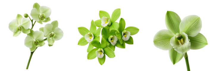 Elegants  green orchids, isolated on PNF. Floral design, weddings, greeting cards, and botanical themes. 