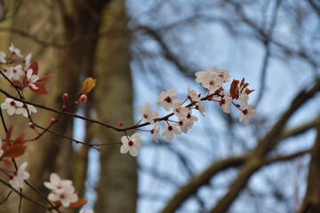 Paris, France. Plum blossoms in bloom at Parc Monceau. March 15, 2025.