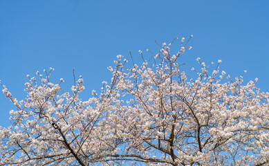 Cherry blossoms in full bloom