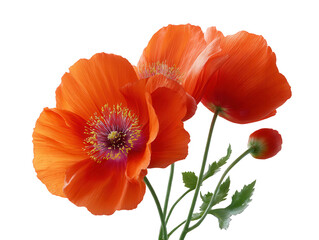 Vibrant orange flowers with delicate petals against a transparent background perfect for creative designs and artwork