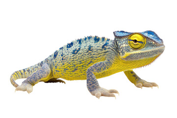 Fototapeta premium Vibrant Blue Yellow Chameleon Closeup Detailed Reptile Portrait on White