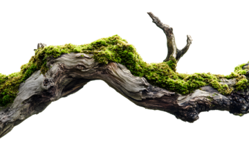 Moss-covered tree branch isolated on transparent background