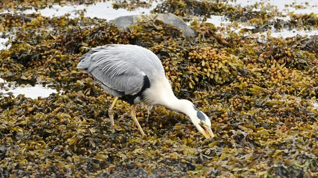 Slow motion closeup of grey heron holding a small fish in its beak while standing in coastal seaweed. Bird pauses to prepare for feeding in natural shoreline habitat