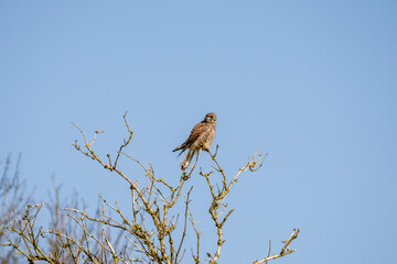 a kestrel (Falco tinnunculus) bird raptor sitting atop a winter tree