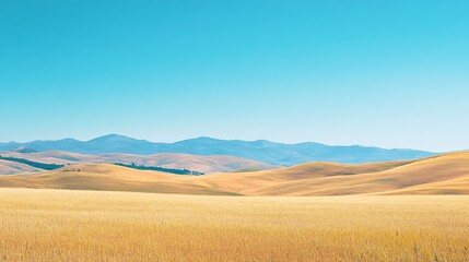 Fototapeta premium Golden wheat field under a clear blue sky, rolling hills in the background.