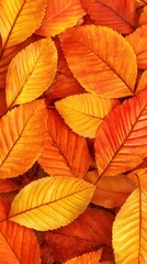 Fototapeta premium Vibrant Autumn Leaves Background Texture Golden Orange Red Fall Foliage