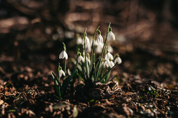 Snowdrops in Early Spring Sunlight – Close-up of Galanthus Blossoms in Bloom (Galanthus nivalis)