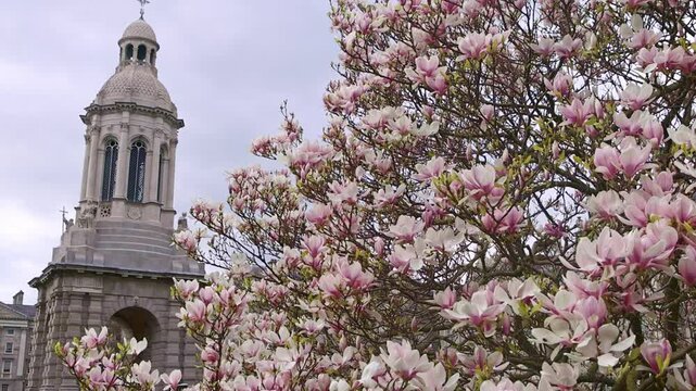 Trinity college in Dublin, Ireland, spring in Dublin in Trinity college campus, the university of Dublin, campanile of Trinity college with magnolia in bloom