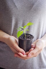 A woman holds a seedling in her hands against the background of pots with seedlings.