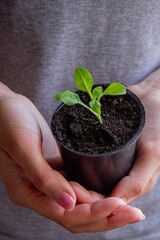 A woman holds a seedling in her hands against the background of pots with seedlings.