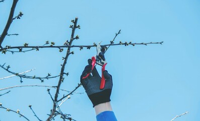 Gardener pruning trees with garden shears, secateurs. Pruning, garden care