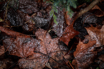 fallen brown leaves in the snow