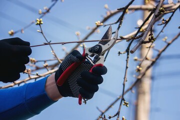Gardener pruning trees with garden shears, secateurs. Pruning, garden care