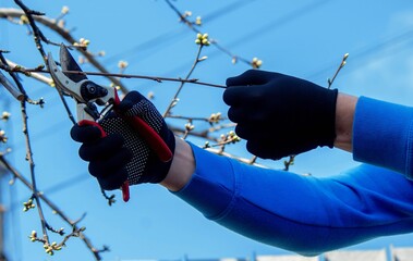 Gardener pruning trees with garden shears, secateurs. Pruning, garden care