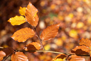 Autumn beech leaves on a branch