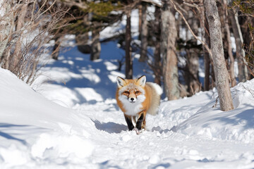 Fox navigates a snowy trail in a serene winter landscape surrounded by trees