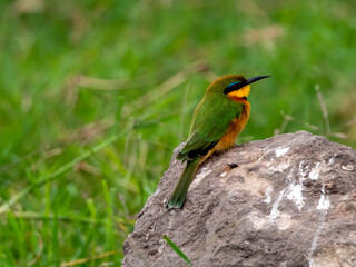 A mountain sparrow (Merops oreobates) from the bee-eater family (Meropidae) sitting on a rock in the Ngorongoro Crater.