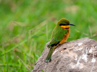 A mountain sparrow (Merops oreobates) from the bee-eater family (Meropidae) sitting on a rock in the Ngorongoro Crater.
