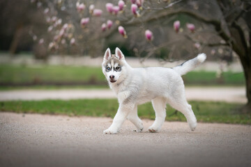 Fototapeta premium Siberian husky puppy movement photo 