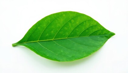 Obraz premium Isolated leaf against white background with texture, green, flora, greenery