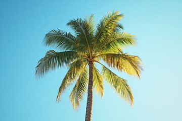 palm trees against blue sky