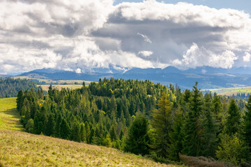forested carpathian mountains in september. wonderful countryside landscape of ukraine with rolling hills on a sunny day. outdoor adventure. spruce trees on the grassy hillside under cloudy sky