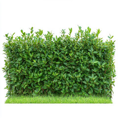 Obraz premium Lush green hedge with vibrant leaves and fresh grass perfect for landscaping designs and garden backgrounds Isolated on