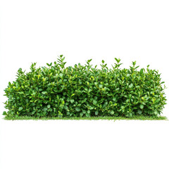 Obraz premium Lush green hedge with vibrant leaves and grass isolated on white background perfect for landscaping designs and garden