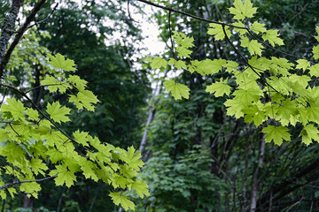 young maple leaves in a spring forest.