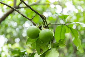 An unripe grapefruit on a fruit tree