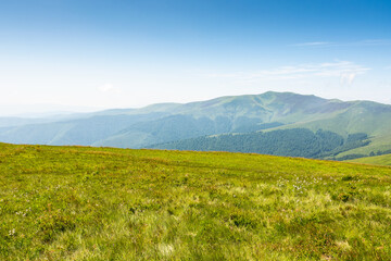 Fototapeta premium carpathian mountain landscape of ukraine in summer. panoramic view. wonderful nature scenery of alpine grassy meadow and green hills on a sunny day under blue sky. popular travel destination