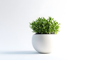 Small green plant in a white round pot against a white background.