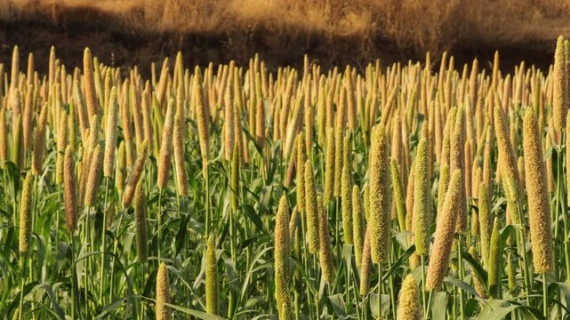 Lovely view of millet stallks. millet or sorghum plant views in a farmland, cultivation pearls millet fields, pearls production of beer and wine, fields of pearl millets (bajra). processing farm