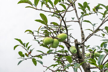 Fresh papaya fruit from the branches
