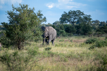 Lone African elephant bull crossing the wooded grassland 