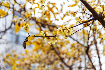 Chinese plum blossoms in full bloom