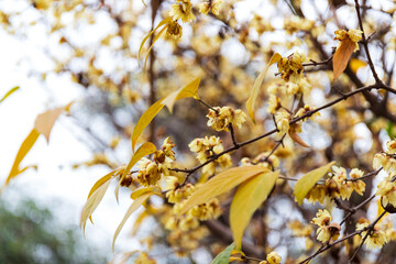 Chinese plum blossoms in full bloom