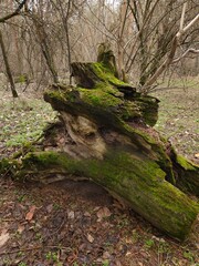 An old huge stump covered with green moss in the forest